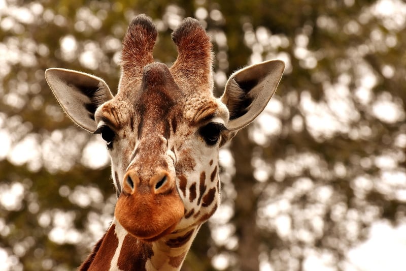 Wildlife Specialist