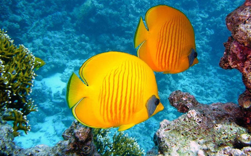 Underwater Adventure